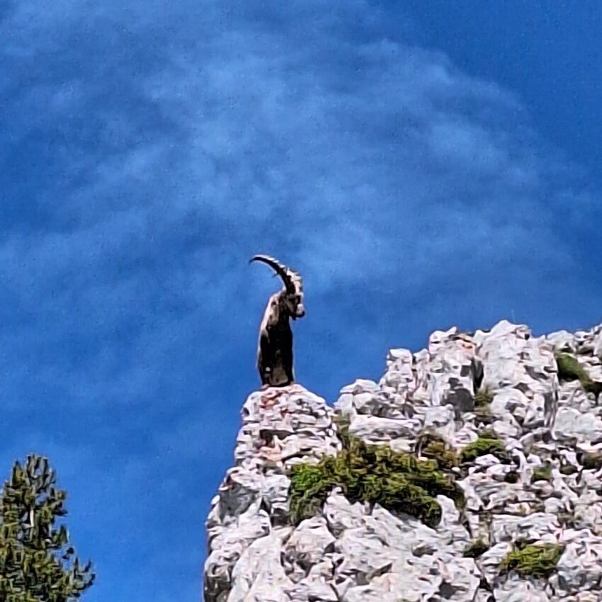 aventure trekking sejour mont aiguille photo produit bouquetin du vercors