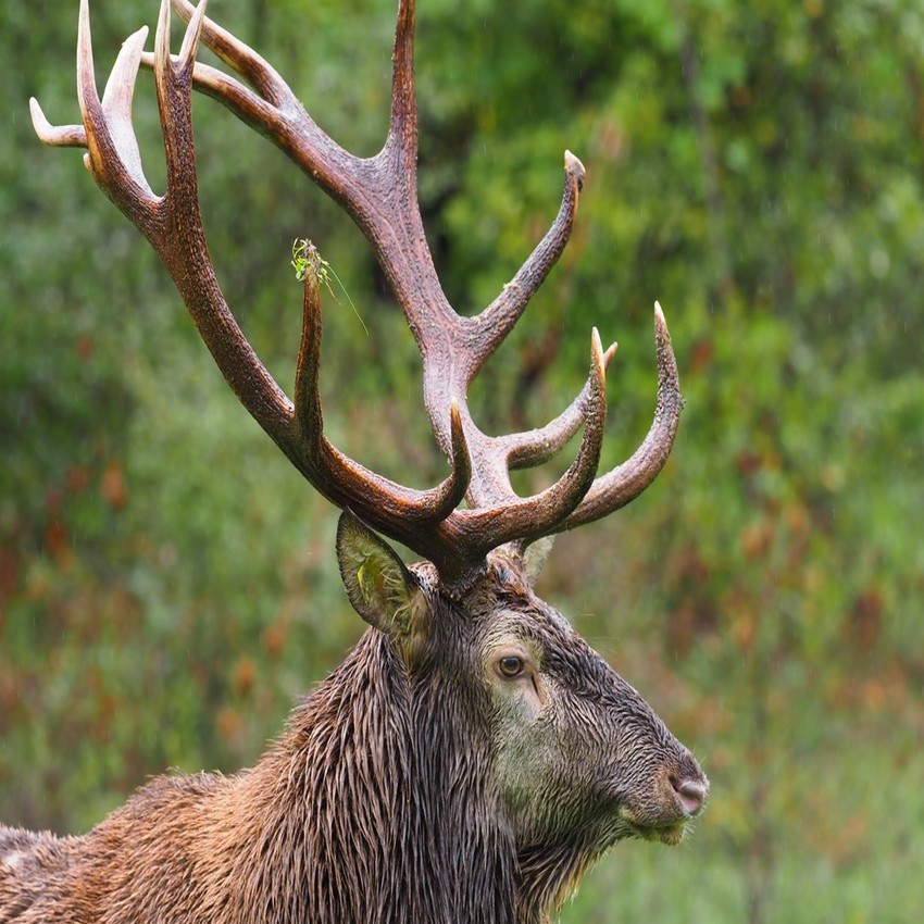 Aventure-trekking Séjour Abruzzes cerf2 aventure trekking séjour abruzzes