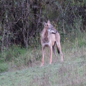 aventure trekking séjour grands prédateurs Abruzzes loup