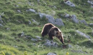 aventure trekking séjour abruzzes ours