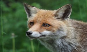 aventure trekking séjour abruzzes renard