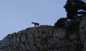 aventure trekking séjour trail vercors bouquetins