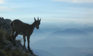 Bouquetin du vercors