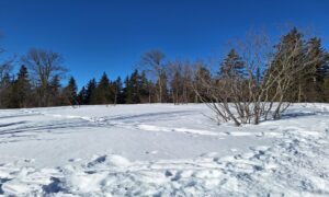 aventure-trekking-sejour-raquette-vercors-neige-et-saveurs-clairiere